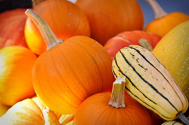 포토 JPG 해외이미지 계절 음식 채소 오렌지 호박 종류 서기 사람없음 농작물 컬러풀 농장 보라색 할로윈 수확 가을 박 추수감사절 스쿼시 고립 포상금 해외202004 해외포토 기독교 스포츠 컬러 돈 농업 과일 모션 구기 파일형식 이미지허브