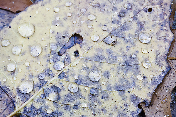 포토 JPG 해외이미지 식물 계절 줄기 백그라운드 잎 패턴 목걸이 자연 벽지 사람없음 야외 물 빛 반사 환경 습기 젖음 흐름 안개 물방울 신선 떨어짐 이슬 수분 빗방울 순수 질감 정맥 내추럴 해외202004 해외포토 자연요소 컨셉 무늬 장신구 날씨 비_날씨 생태계 혈관 파일형식 이미지허브