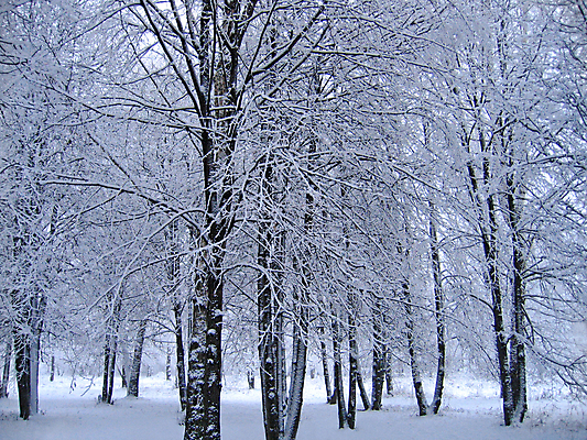 포토 JPG 해외이미지 나무 식물 계절 공원 백그라운드 크리스마스 겨울 자연 새로움 흑백 풍경 사람없음 파란색 냉동 얼음 침묵 추위 덮개 백발 흰색 나뭇가지 신선 숲 시원함 연도 서리 상승 온도 반투명 제설기 폭설 해외202004 해외포토 자연요소 헤어스타일 공공시설 기념일 컬러 컨셉 눈_날씨 촬영기법 소리 뚜껑 자연재해 생태계 제설 파일형식 이미지허브