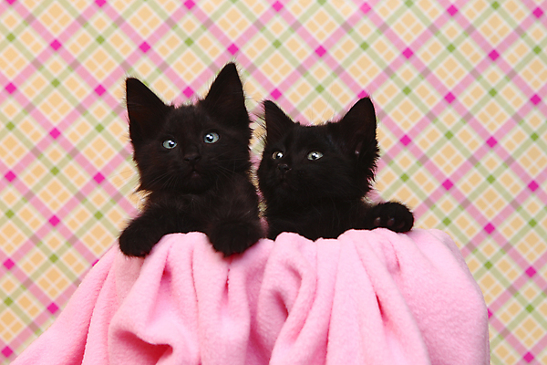 포토 JPG 해외이미지 동물 1 응시 새끼 백그라운드 해바라기 수염 털 사람없음 가로 반려동물 귀여움 고양이 줄무늬 회색 흰색 아기 달콤 냄비 작음 흰배경 슛 점토 내추럴 기르기 유래 해외202004 해외포토 시선 꽃 컬러 컨셉 무늬 포유류 사람 맛 솥 크기 돌봄 파일형식 이미지허브