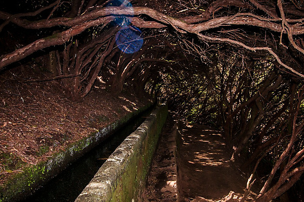 포토 JPG 해외이미지 주간 나무 유럽 길 섬 여행 자국 자연 산 건강 풍경 사람없음 야외 초록색 물 와인 트래킹 하이킹 젖음 바위 개울 숲 큼 그늘 포르투갈 순수 내추럴 해외202004 해외포토 자연요소 식물 나라 컬러 컨셉 레저 주류 강 돌_바위 크기 생태계 파일형식 이미지허브