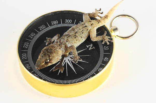 포토 JPG 해외이미지 동물 척추동물 1 응시 야생동물 여행 백그라운드 컨셉 잎 파충류 생물 주택 아이디어 사람없음 반려동물 갈색 노란색 흰색 닫기 나침반 지중해 방향 가득함 피부 호기심 도마뱀 서식지 길이 고립 동물상 오리엔테이션 이국적 해외202004 해외포토 식물 시선 감정 바다 컬러 모션 건물 신체부위 조형물 파일형식 이미지허브