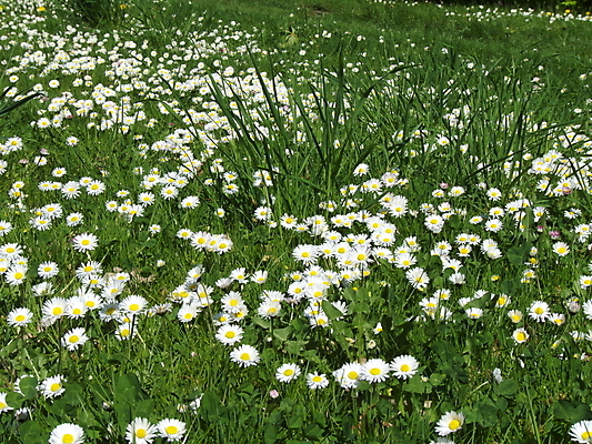 포토 JPG 해외이미지 식물 계절 꽃 백그라운드 꽃무늬 밭 자연 풍경 잔디 사람없음 야외 초록색 여름 햇빛 태양 정원 침묵 봄 성장 벚꽃 흰색 신선 데이지 내추럴 해외202004 해외포토 자연요소 컬러 무늬 농업 소리 생태계 파일형식 이미지허브