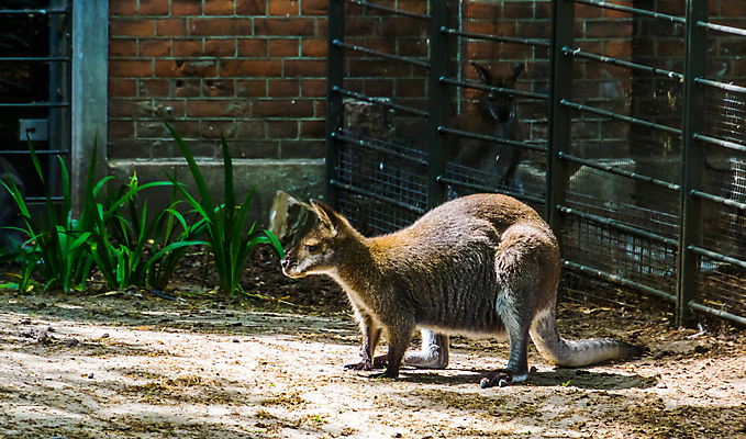 포토 JPG 해외이미지 동물 얼굴 야생동물 포유류 자연 동물원 서기 사람없음 빨간색 초록색 반려동물 갈색 머리 환경 회색 호주 언덕 꼬리 장면 캥거루 이국적 인기 해외202004 해외포토 컬러 모션 신체부위 오세아니아 생태계 파일형식 이미지허브