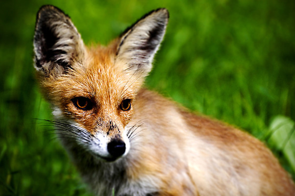 포토 JPG 해외이미지 동물 새끼 포유류 사람없음 빨간색 작음 여우 해외202004 해외포토 컬러 크기 파일형식 이미지허브