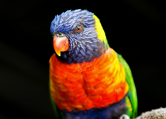 포토 JPG 해외이미지 동물 공원 야생동물 백그라운드 무지개 자연 조류 동물원 사람없음 빨간색 초록색 파란색 반려동물 컬러풀 노란색 나뭇가지 깃털 부리 앵무새 이국적 잉꼬 해외202004 해외포토 자연요소 나무 공공시설 컬러 생태계 파일형식 이미지허브