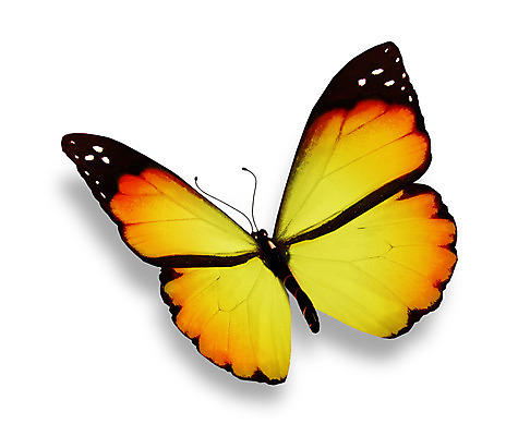 포토 JPG 해외이미지 나비 불 발렌타인데이 선물 사랑 사람없음 빛 컬러풀 노란색 검은색 봄 흰색 하트 축하 편지 수집 싱글 내추럴 2월 고립 무료 해외202004 해외포토 자연요소 모양 계절 감정 컬러 곤충 컨셉 데이이벤트 날짜 파일형식 이미지허브