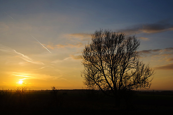 포토 JPG 해외이미지 모양 나무 식물 실루엣 백그라운드 오렌지 자연 벽지 하늘 스웨덴 풍경 사람없음 야외 빨간색 빛 컬러풀 태양 노란색 환경 일몰 나뭇가지 황금 내추럴 스칸디나비아 해외202004 해외포토 자연요소 컬러 과일 촬영기법 북유럽 노을 생태계 파일형식 이미지허브