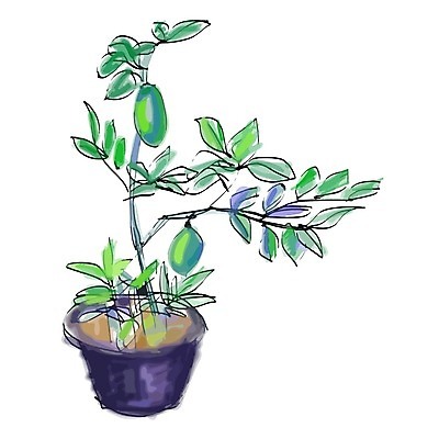 EPS 해외이미지 나무 식물 음식 백그라운드 잎 오렌지 과일 일러스트 자연 귤 건강 초록색 노란색 흰색 나뭇가지 신선 스케치 레몬 그림 유기농 고립 해외202004 해외일러스트 웰빙 컬러 미술 생태계 파일형식 벡터 이미지허브