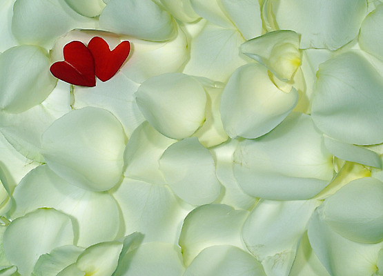 포토 JPG 해외이미지 꽃잎 꽃 백그라운드 추상 발렌타인데이 사랑 사람없음 빨간색 장미 흰색 닫기 묘사 열정 고립 성욕 해외202004 해외포토 식물 감정 컬러 무늬 모션 데이이벤트 욕망 파일형식 이미지허브