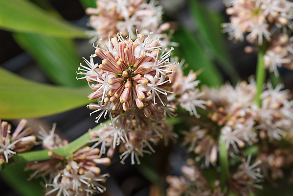 포토 JPG 해외이미지 나무 식물 꽃 화초 백그라운드 잎 자연 건강 사람없음 장식 빨간색 초록색 환경 정원 벚꽃 신선 닫기 망토 해외202004 해외포토 컬러 모션 생태계 파일형식 이미지허브