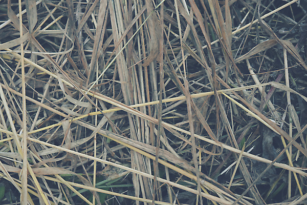 포토 JPG 해외이미지 식물 계절 음식 백그라운드 패턴 밭 농업 자연 벽지 하늘 추상 건조 풍경 사람없음 여름 빛 농작물 농장 노란색 쌓기 수확 가을 시골 원형 황금 건초더미 볏짚 먹이 땅 시리얼 밀 유기농 질감 보리 뭉치 밀짚 내추럴 밭일 호밀 해외202004 해외포토 도형 웰빙 산업 컬러 무늬 모션 곡류 건초 짚 생태계 파일형식 더미 이미지허브