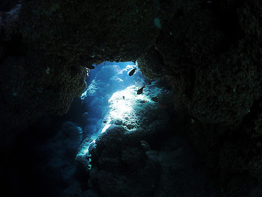 포토 JPG 주간 동물 한마리 바다 자연 어류 사람없음 야외 수중 수중동물 열대어 수중동굴 수중사진 국내포토 자연요소 1 동굴 생태계 파일형식