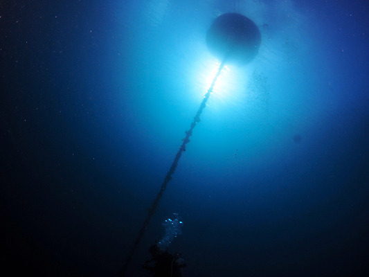 포토 JPG 주간 동물 바다 자연 어류 사람없음 야외 수중 부표 수중사진 국내포토 자연요소 수중동물 생태계 파일형식