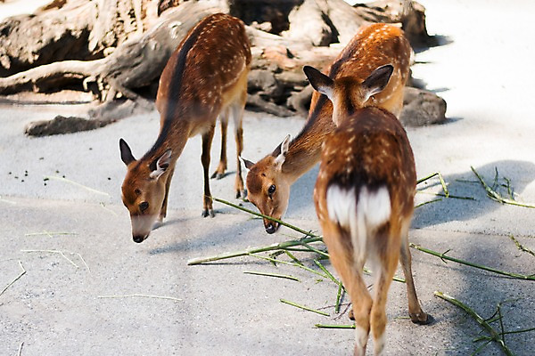 포토 JPG 주간 동물 육지동물 야생동물 포유류 세마리 사람없음 야외 꽃사슴 국내포토 자연요소 3 파일형식