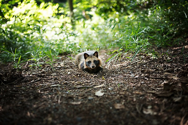 포토 JPG 주간 동물 한마리 육지동물 야생동물 포유류 사람없음 야외 숲길 너구리 국내포토 자연요소 1 길 파일형식