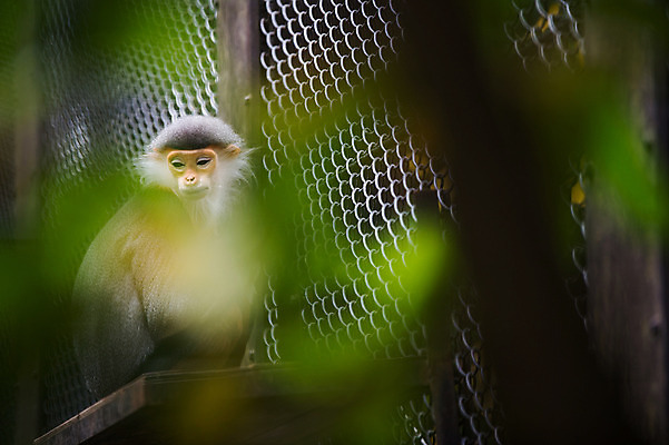 포토 JPG 주간 동물 한마리 육지동물 야생동물 포유류 사람없음 야외 원숭이 국내포토 자연요소 1 파일형식