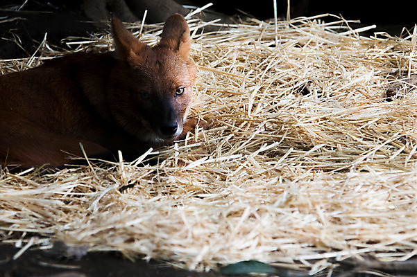 포토 JPG 주간 동물 한마리 육지동물 야생동물 포유류 사람없음 야외 여우 국내포토 자연요소 1 파일형식