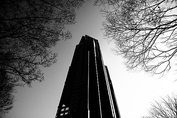 포토 JPG 주간 나무 식물 로우앵글 흑백 사람없음 야외 건물 국내포토 자연요소 건축물 뷰포인트 촬영기법 파일형식