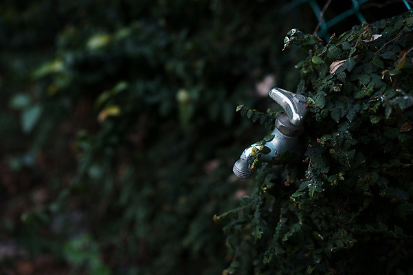 포토 JPG 주간 식물 잎 자연 사람없음 야외 아웃포커스 수도꼭지 국내포토 자연요소 촬영기법 생태계 파일형식