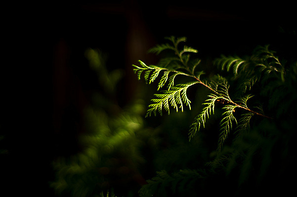 포토 JPG 주간 나무 식물 잎 자연 나뭇잎 사람없음 야외 빛 어둠 나뭇가지 솔 소나무 국내포토 자연요소 생태계 파일형식