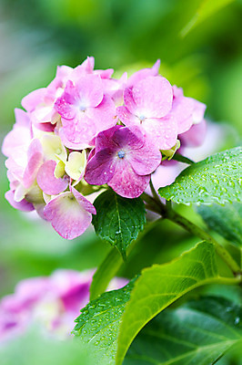 포토 JPG 주간 식물 꽃 분홍색 컬러 잎 자연 근접촬영 사람없음 야외 국내포토 자연요소 뷰포인트 생태계 파일형식