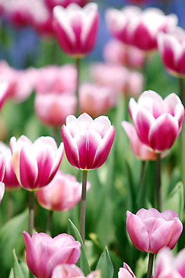 포토 JPG 주간 식물 꽃 분홍색 컬러 여러송이 꽃밭 자연 근접촬영 사람없음 야외 국내포토 자연요소 뷰포인트 다수 생태계 파일형식