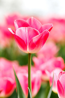 포토 JPG 주간 식물 꽃 분홍색 컬러 꽃밭 자연 근접촬영 사람없음 야외 국내포토 자연요소 뷰포인트 생태계 파일형식