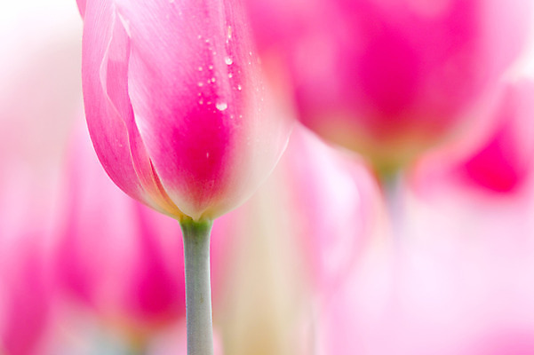 포토 JPG 식물 꽃 분홍색 컬러 꽃밭 자연 실내 근접촬영 사람없음 국내포토 뷰포인트 내부 생태계 파일형식