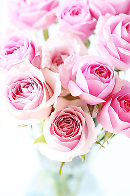 포토 JPG 스튜디오촬영 식물 꽃 분홍색 컬러 여러송이 자연 실내 사람없음 장미 국내포토 다수 내부 생태계 파일형식