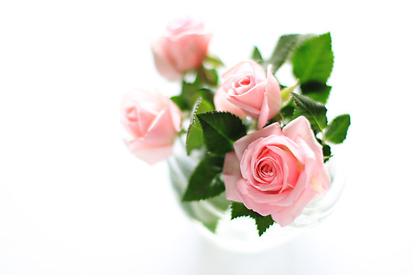 포토 JPG 스튜디오촬영 식물 꽃 분홍색 컬러 여러송이 잎 자연 실내 사람없음 장미 국내포토 다수 내부 생태계 파일형식