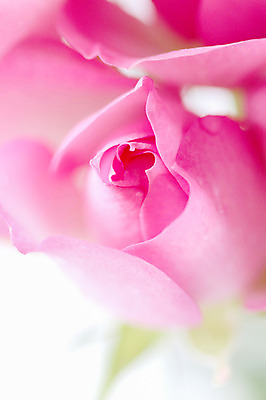 포토 JPG 식물 꽃 분홍색 컬러 한송이 자연 실내 근접촬영 사람없음 장미 국내포토 1 뷰포인트 내부 생태계 송이 파일형식