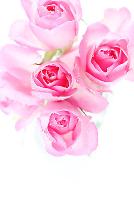 포토 JPG 식물 꽃 분홍색 컬러 여러송이 자연 실내 사람없음 장미 물방울 국내포토 다수 내부 생태계 파일형식