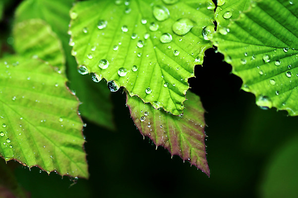 포토 JPG 주간 나무 식물 컬러 잎 자연 근접촬영 사람없음 야외 초록색 물방울 국내포토 자연요소 뷰포인트 생태계 파일형식