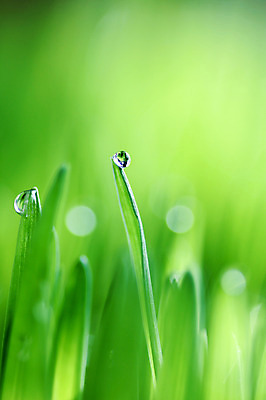 포토 JPG 주간 식물 컬러 잎 자연 근접촬영 사람없음 야외 초록색 물방울 풀 국내포토 자연요소 뷰포인트 생태계 파일형식