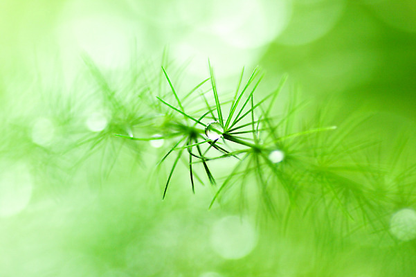 포토 JPG 주간 식물 컬러 잎 자연 근접촬영 사람없음 야외 초록색 물방울 국내포토 자연요소 뷰포인트 생태계 파일형식