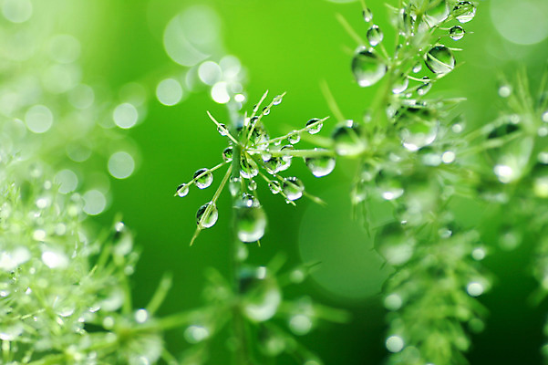 포토 JPG 주간 식물 컬러 잎 자연 근접촬영 사람없음 야외 초록색 물방울 이슬 국내포토 자연요소 뷰포인트 생태계 파일형식