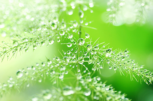 포토 JPG 주간 식물 컬러 잎 자연 근접촬영 사람없음 야외 초록색 물방울 국내포토 자연요소 뷰포인트 생태계 파일형식