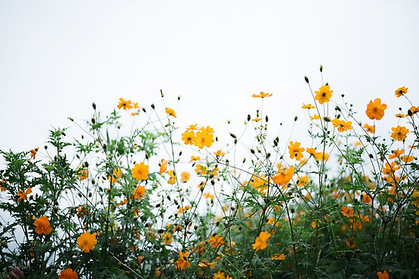 포토 JPG 주간 식물 꽃 컬러 여러송이 잎 꽃밭 자연 사람없음 야외 주황색 코스모스 국내포토 자연요소 다수 생태계 파일형식