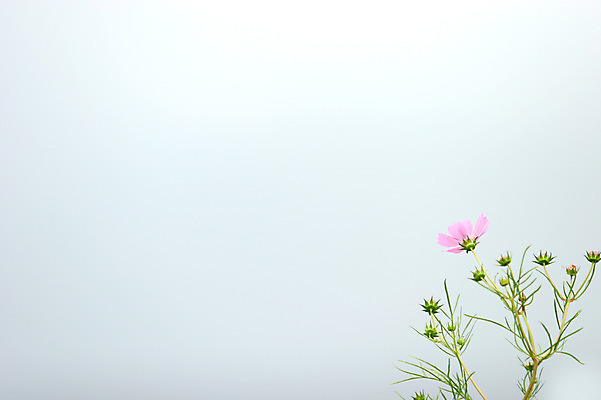 포토 JPG 식물 꽃 분홍색 컬러 잎 한송이 자연 사람없음 야외 꽃봉오리 코스모스 국내포토 1 생태계 송이 파일형식