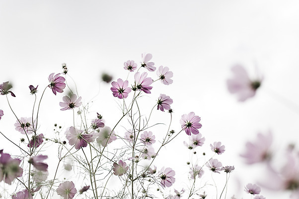 포토 JPG 주간 식물 꽃 컬러 여러송이 꽃밭 자연 사람없음 야외 보라색 코스모스 연보라색 국내포토 자연요소 다수 생태계 파일형식