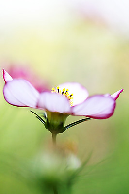 포토 JPG 주간 식물 꽃 분홍색 컬러 자연 근접촬영 사람없음 야외 국내포토 자연요소 뷰포인트 생태계 파일형식