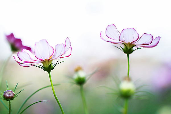 포토 JPG 주간 식물 꽃 분홍색 컬러 자연 근접촬영 사람없음 야외 아웃포커스 국내포토 자연요소 뷰포인트 촬영기법 생태계 파일형식