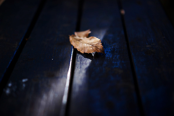 포토 JPG 주간 식물 낙엽 잎 벤치 자연 근접촬영 사람없음 야외 빛 어둠 떨어짐 국내포토 자연요소 뷰포인트 컨셉 의자 생태계 파일형식