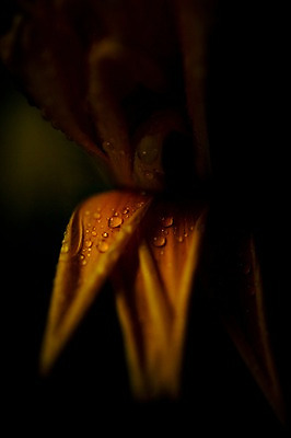 포토 JPG 주간 식물 잎 자연 근접촬영 사람없음 야외 빛 어둠 물방울 국내포토 자연요소 뷰포인트 생태계 파일형식