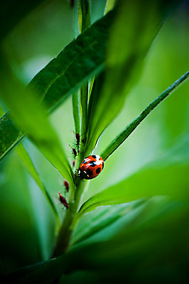 포토 JPG 주간 식물 컬러 곤충 잎 자연 근접촬영 사람없음 야외 초록색 무당벌레 국내포토 자연요소 동물 뷰포인트 생태계 파일형식