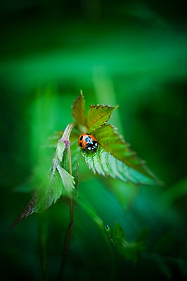 포토 JPG 주간 식물 컬러 곤충 잎 자연 근접촬영 사람없음 야외 아웃포커스 초록색 무당벌레 국내포토 자연요소 동물 뷰포인트 촬영기법 생태계 파일형식