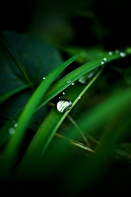 포토 JPG 주간 식물 컬러 잎 자연 근접촬영 사람없음 야외 초록색 빛 어둠 물방울 풀 국내포토 자연요소 뷰포인트 생태계 파일형식