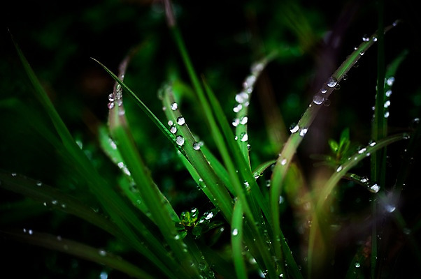 포토 JPG 주간 식물 컬러 잎 자연 근접촬영 사람없음 야외 초록색 빛 어둠 물방울 풀 국내포토 자연요소 뷰포인트 생태계 파일형식