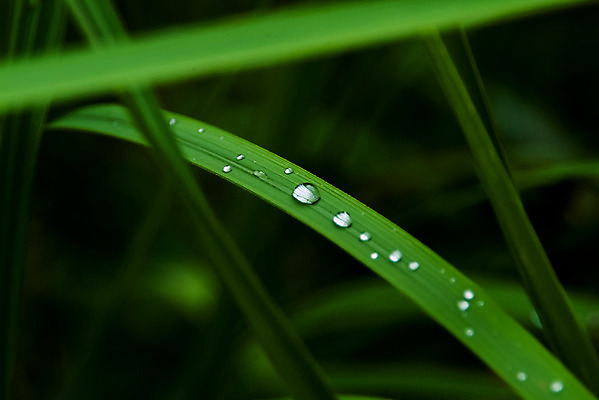 포토 JPG 주간 식물 컬러 잎 자연 근접촬영 사람없음 야외 초록색 빛 어둠 물방울 풀 국내포토 자연요소 뷰포인트 생태계 파일형식
